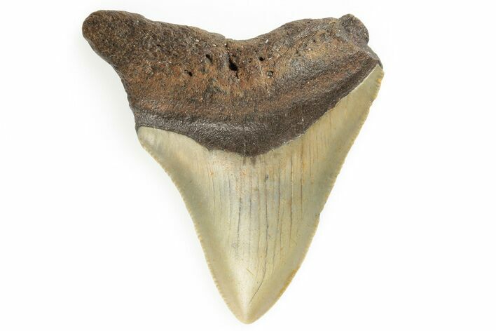 Bargain, Juvenile Megalodon Tooth - North Carolina #190915